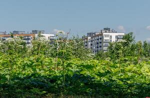 Борщевик наступает на города