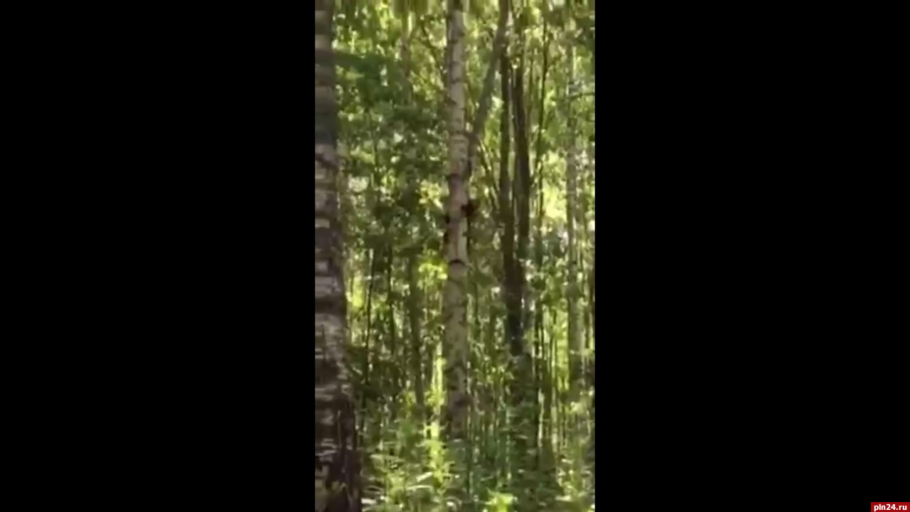 Забравшегося на дерево медвежонка запечатлели в Пустошкинском районе. ВИДЕО