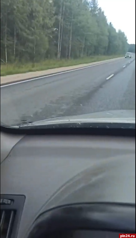 Водитель избежал столкновения с лосем на трассе в Псковской области. ВИДЕО