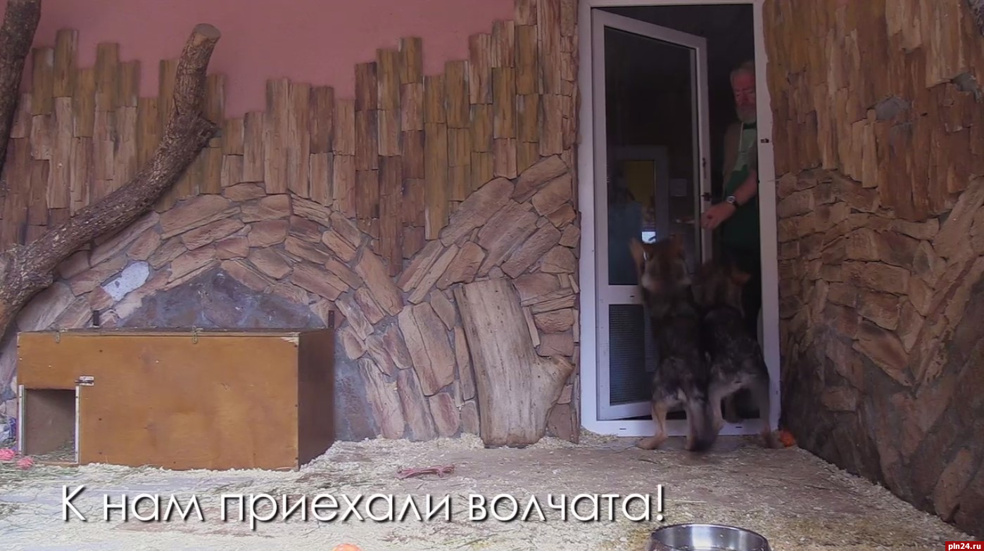 Волчата из пушкиногорского «Зоограда» приехали в Ленинградский зоопарк