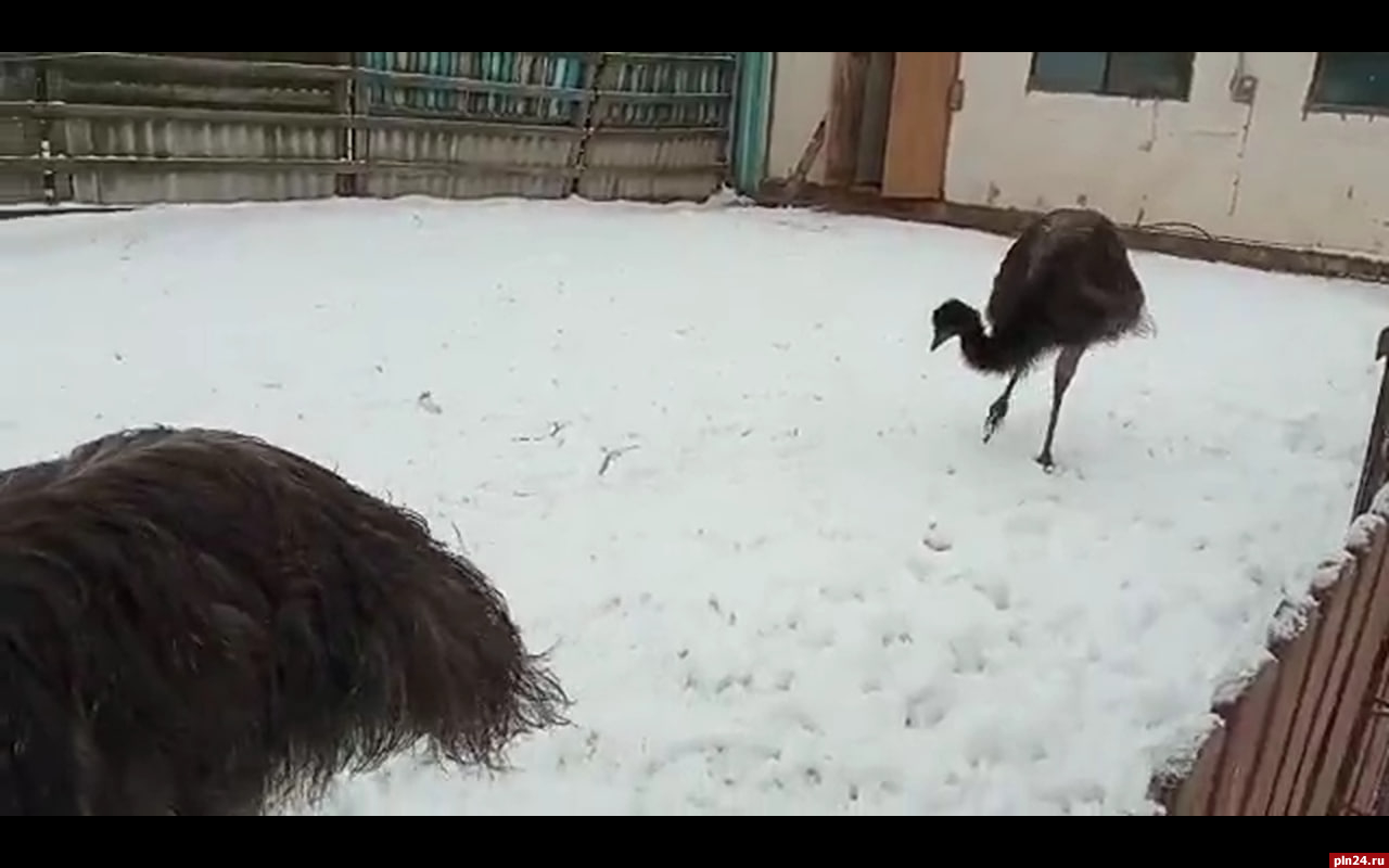 Страусята впервые гуляют по снегу в псковском подворье. ВИДЕО