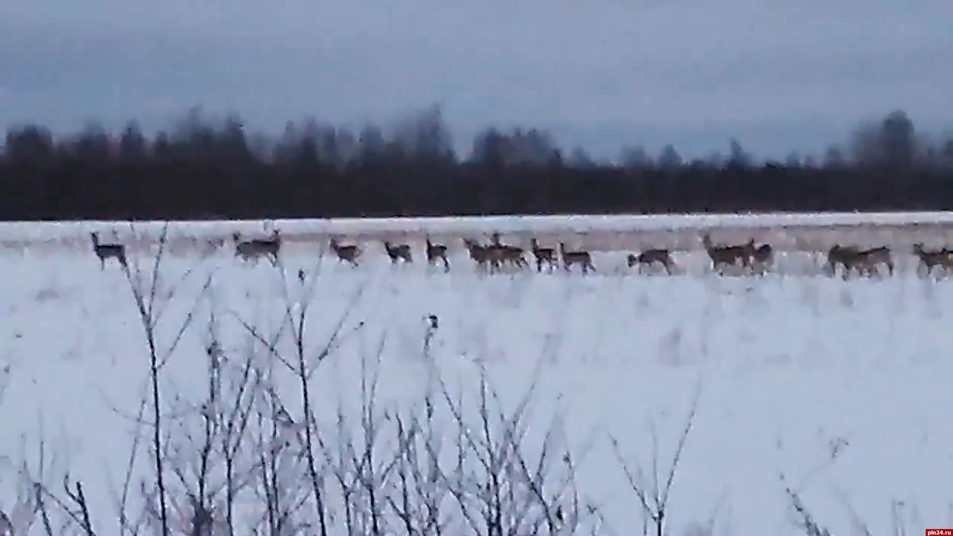 Стадо косуль заметили в Бежаницком районе. ВИДЕО