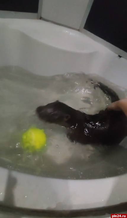«Бухля в своей стихии»: купание выдры сняли на видео в псковском подворье 