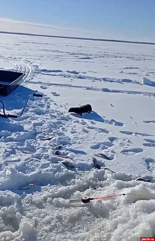 «Инспектор» конфисковал лишний улов у рыбака на Псковском озере. ВИДЕО