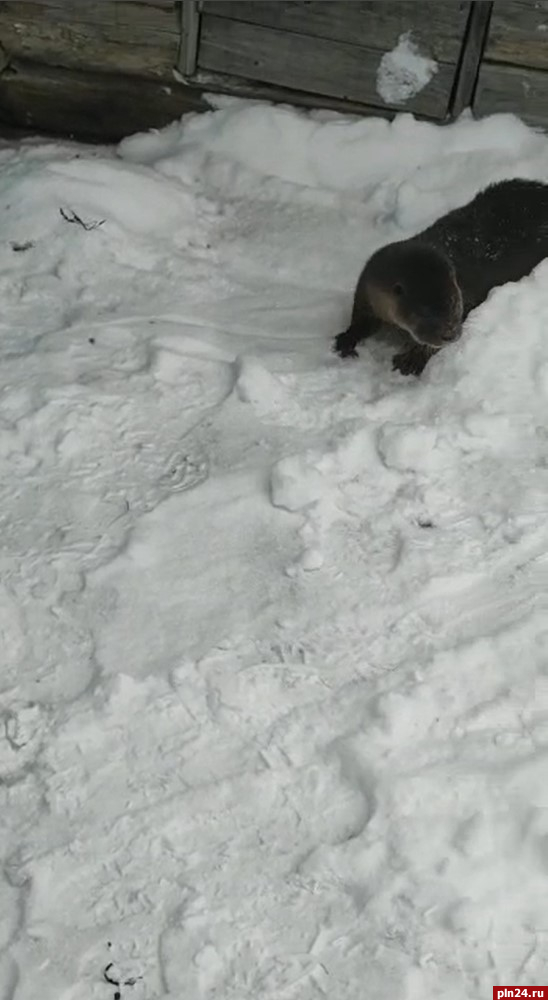 Бухля порезвилась на снежной горке в псковском подворье. ВИДЕО