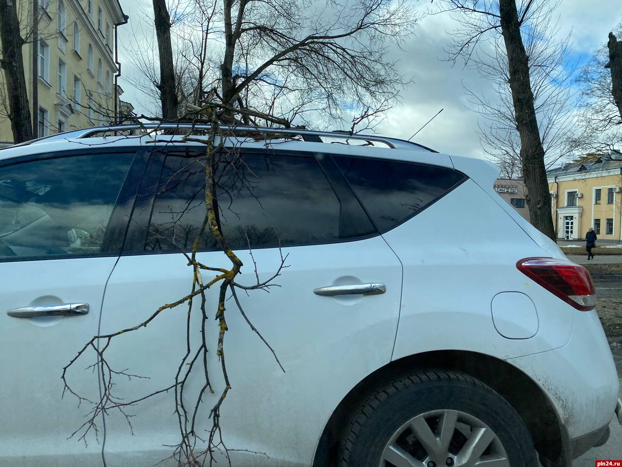 Фотофакт: Тополь упал на автомобили на Октябрьском проспекте в Пскове |  25.03.2023 | Псков - БезФормата