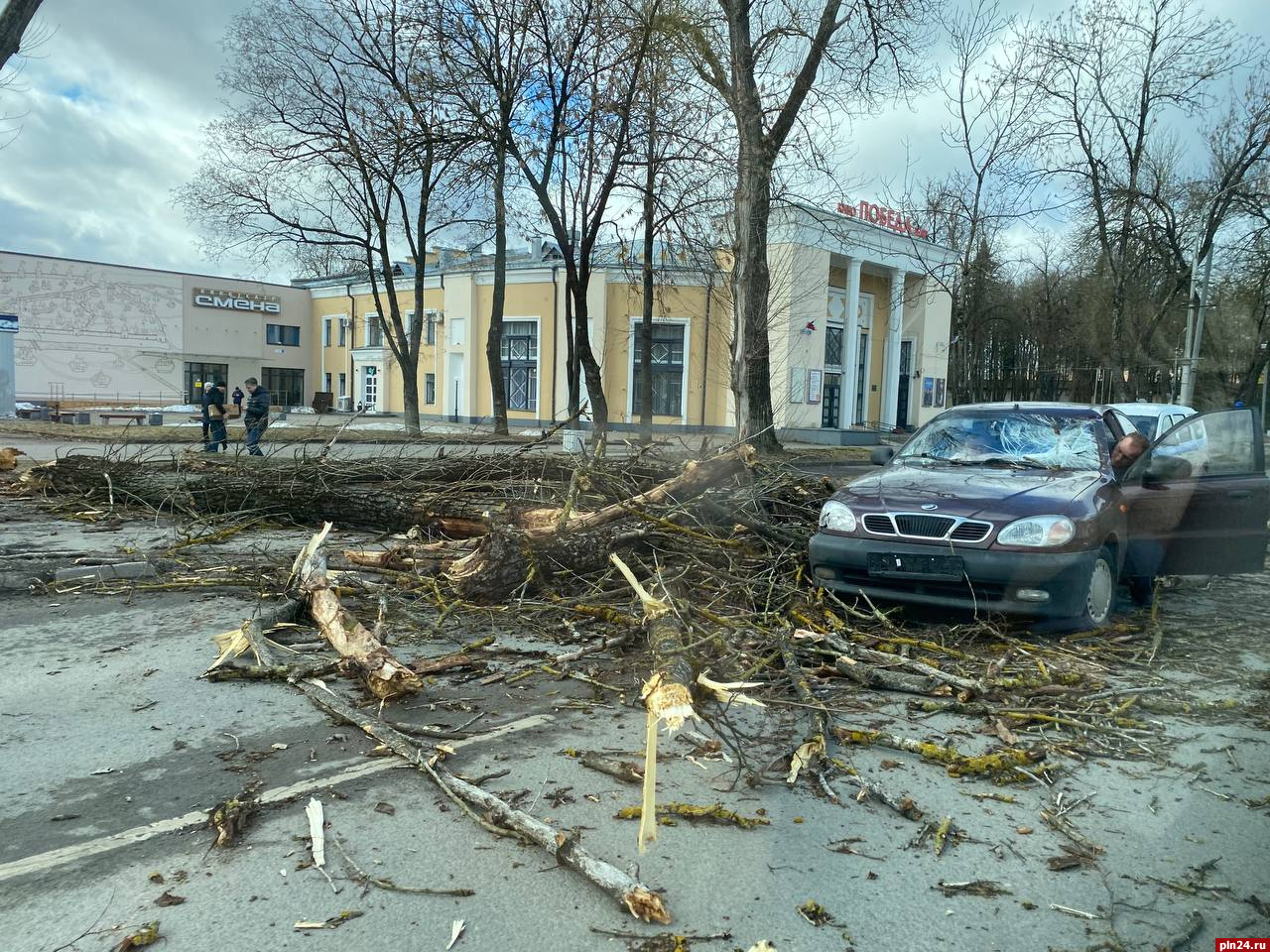 Фотофакт: Тополь упал на автомобили на Октябрьском проспекте в Пскове |  25.03.2023 | Псков - БезФормата