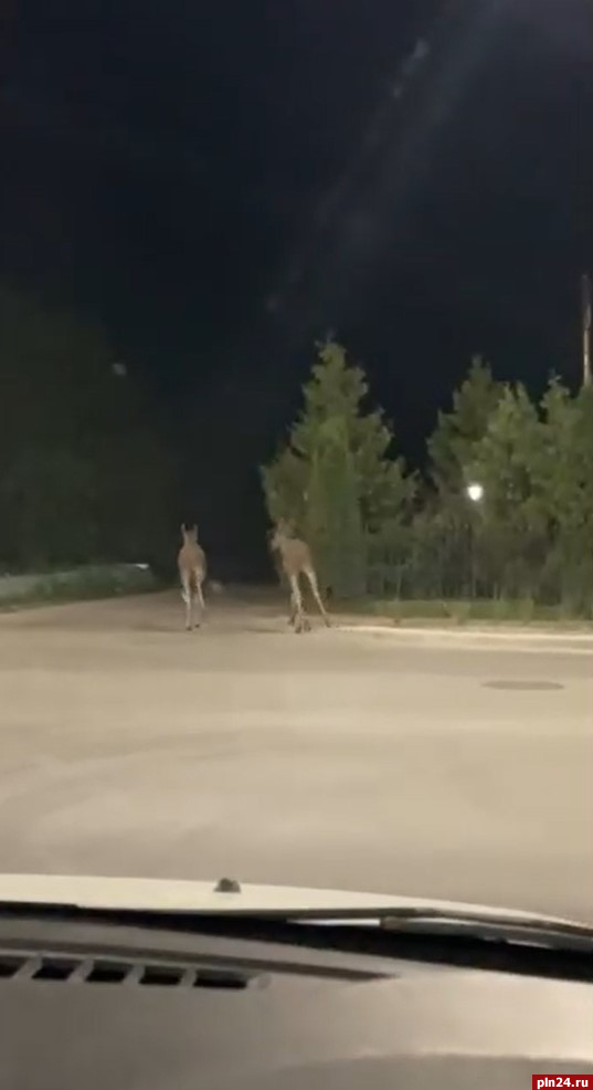 Двух лосят заметили ночью на улице Леона Поземского в Пскове. ВИДЕО