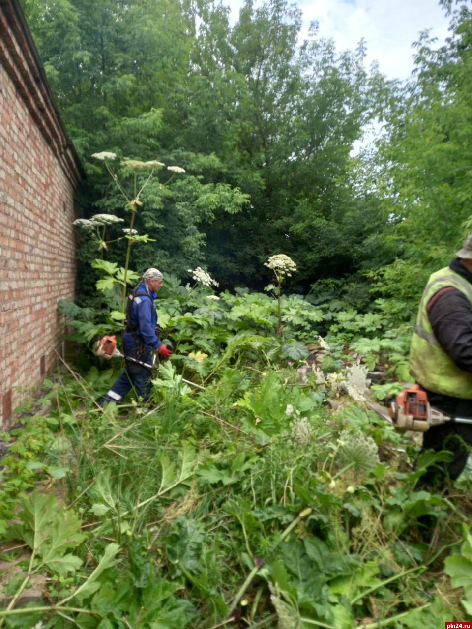 Скос борщевика провели в Великих Луках | 04.07.2023 | Псков - БезФормата