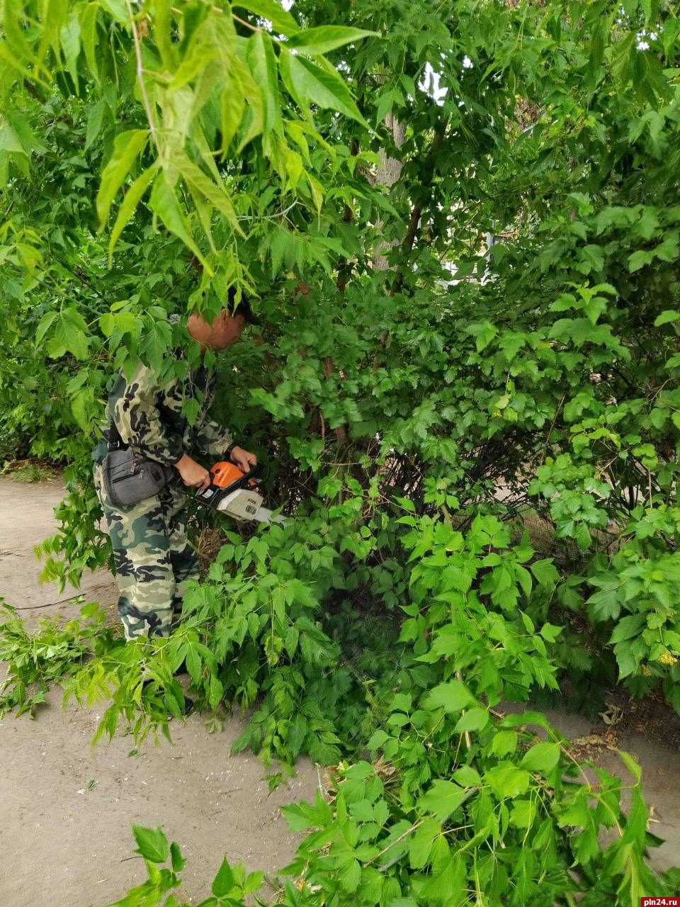 Скос борщевика провели в Великих Луках | 04.07.2023 | Псков - БезФормата