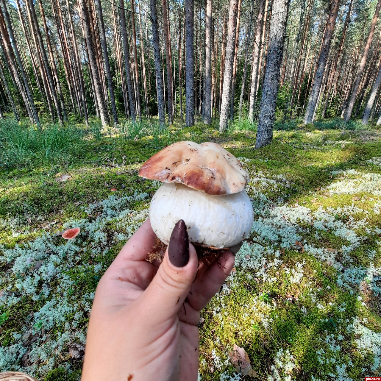 Псковская грибы и рыбалка