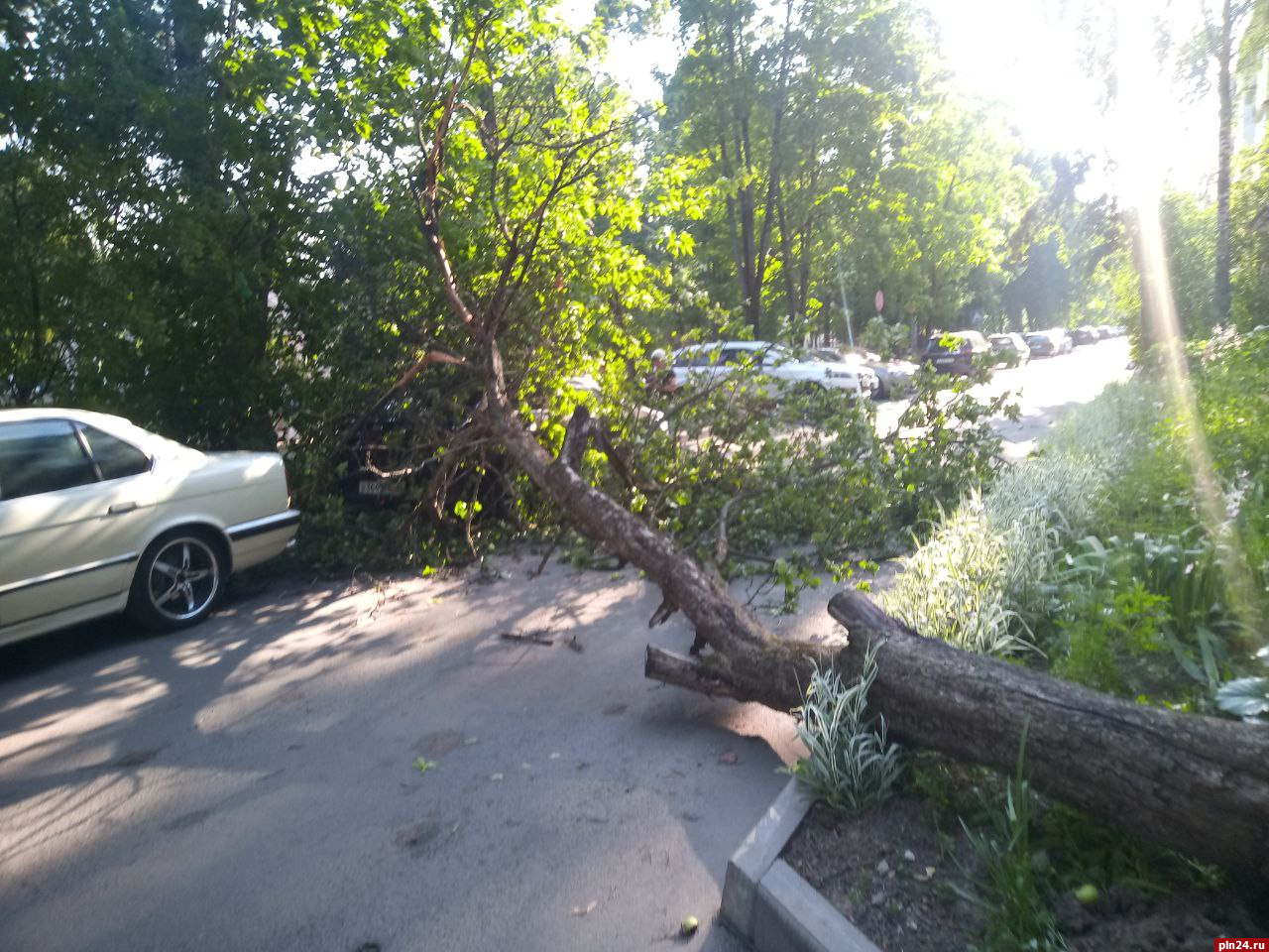 Упавшее на автомобиль дерево оперативно убрали в Пскове | 07.08.2023 |  Псков - БезФормата