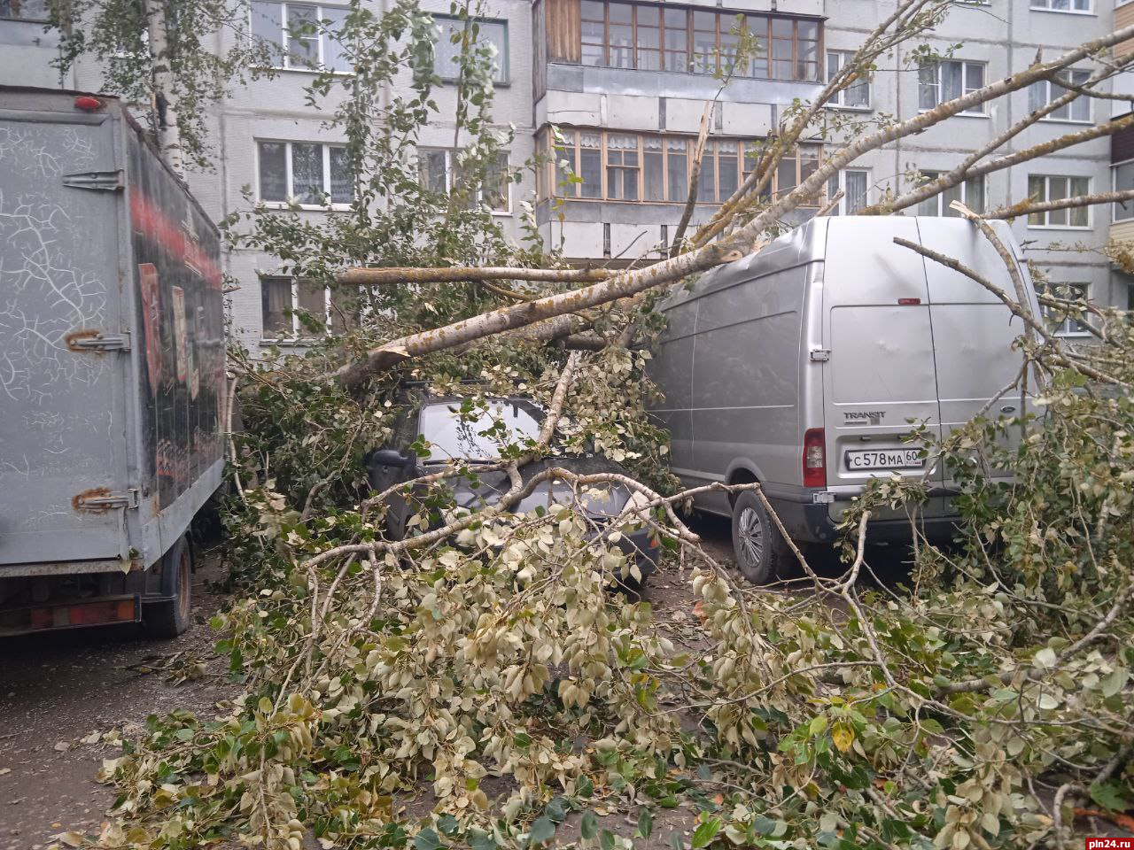 Оборванные провода и поваленные деревья: последствия непогоды в Псковской  области обсуждают в Сети | 08.10.2023 | Псков - БезФормата