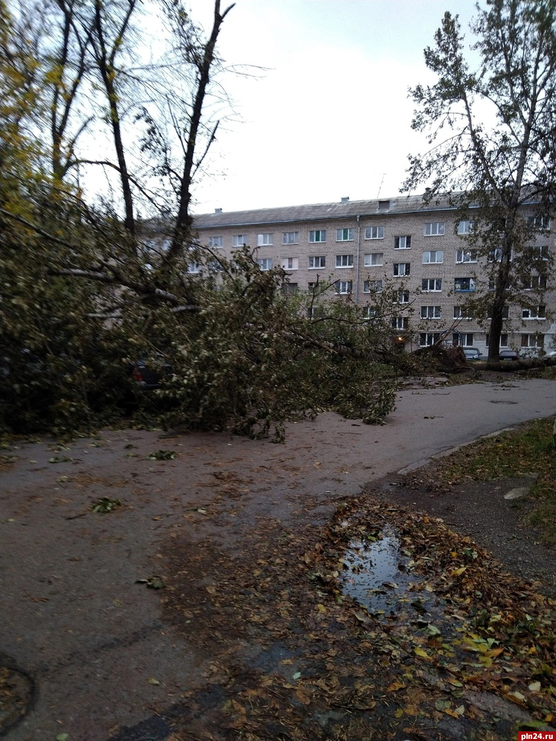 Оборванные провода и поваленные деревья: последствия непогоды в Псковской  области обсуждают в Сети | 08.10.2023 | Псков - БезФормата