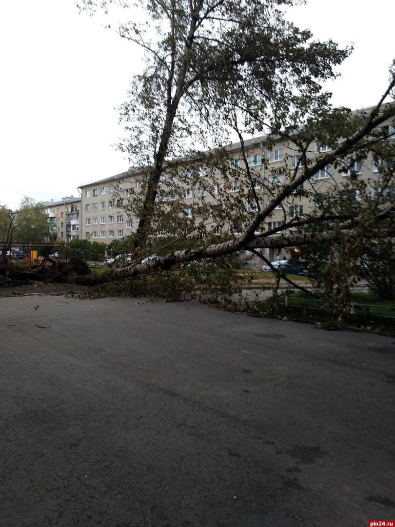 Оборванные провода и поваленные деревья: последствия непогоды в Псковской  области обсуждают в Сети | 08.10.2023 | Псков - БезФормата