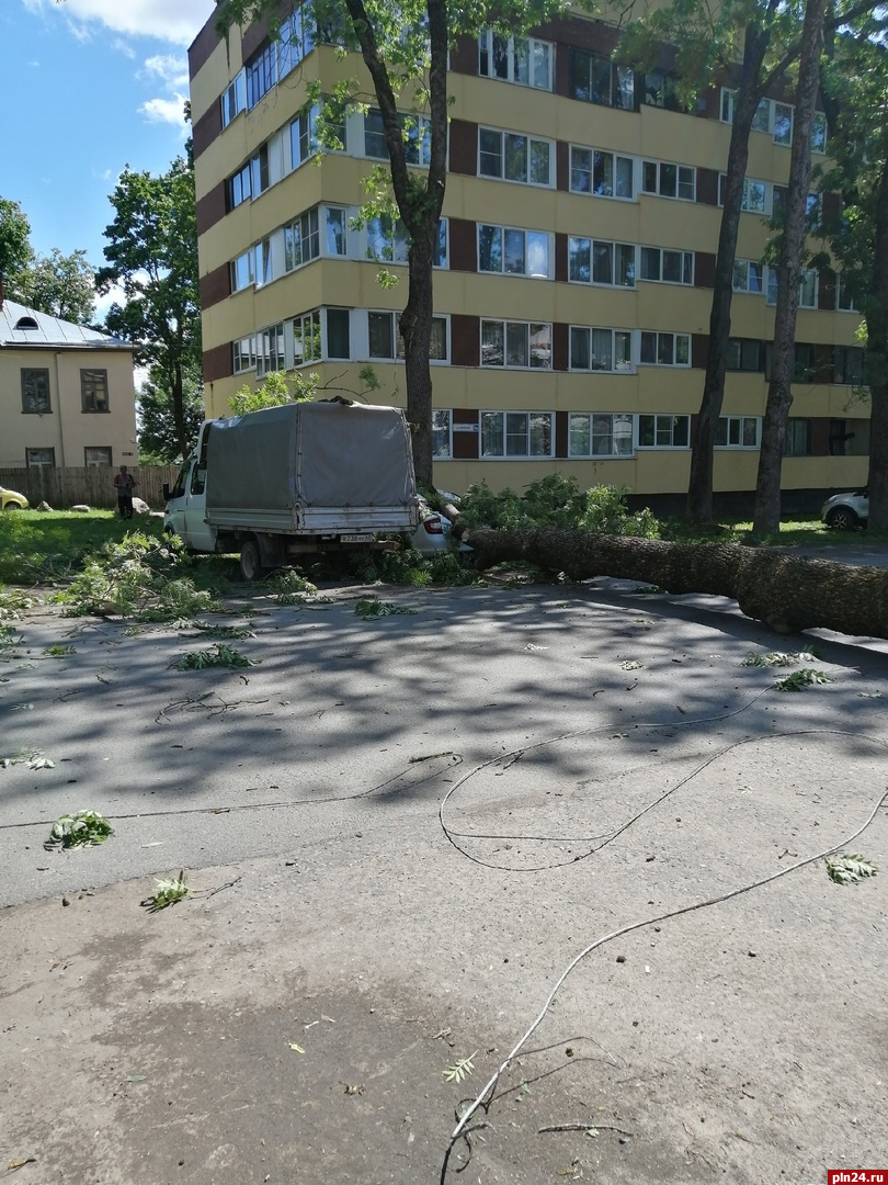 Дерево рухнуло на два автомобиля на улице Мирной в Пскове | 20.06.2024 |  Псков - БезФормата