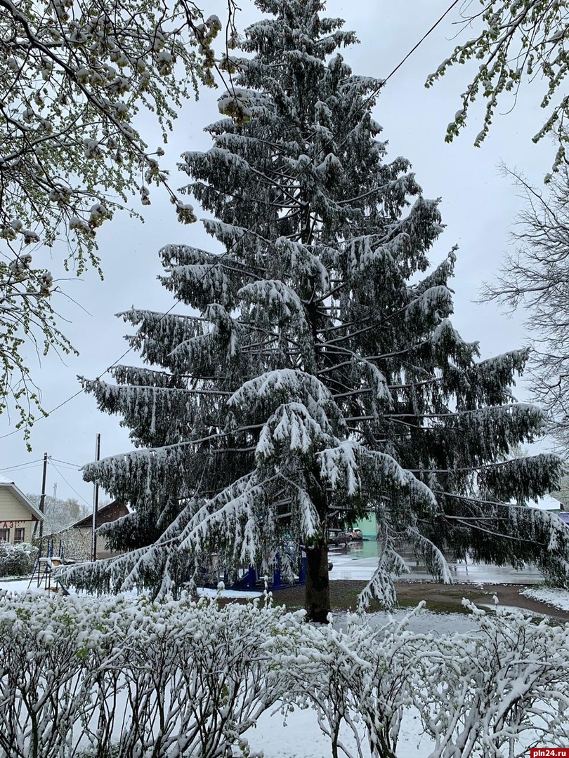 Погода струги красные