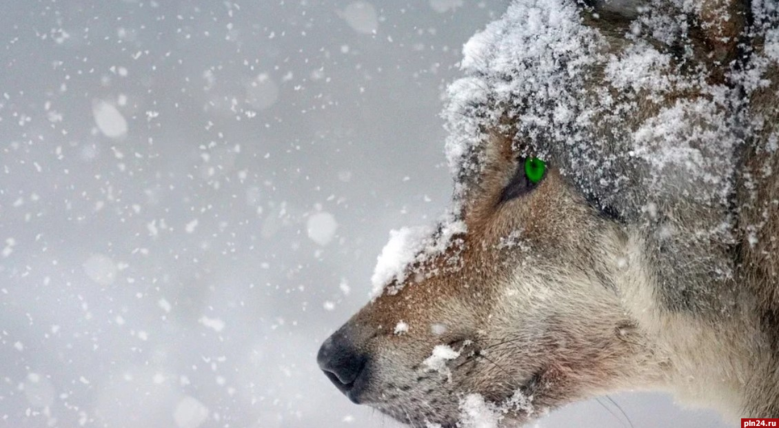 Волки убили трех собак в Пушкинских Горах, один питомец лишился головы