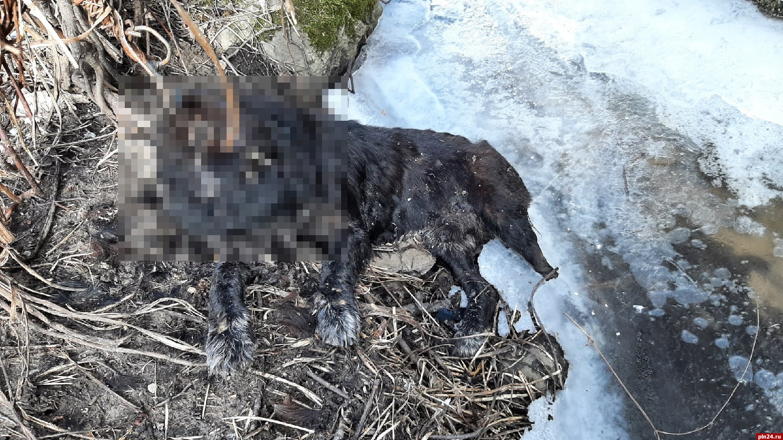 Неизвестный убил собаку в микрорайоне Псковкирпич