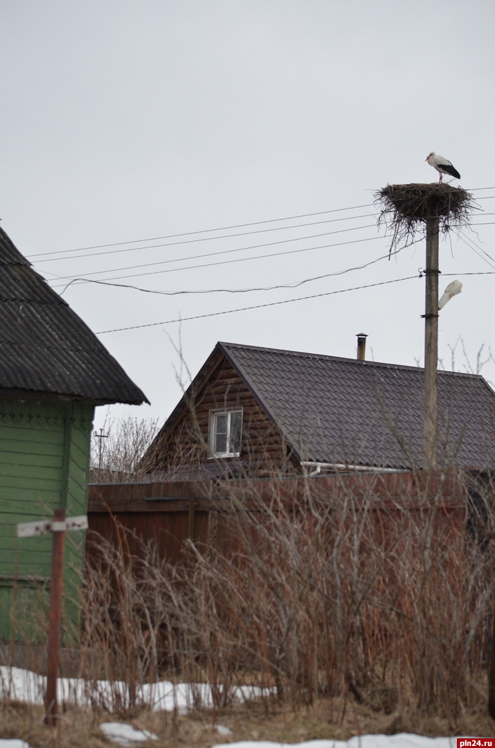 Из теплых стран в Псковскую область начали прилетать аисты