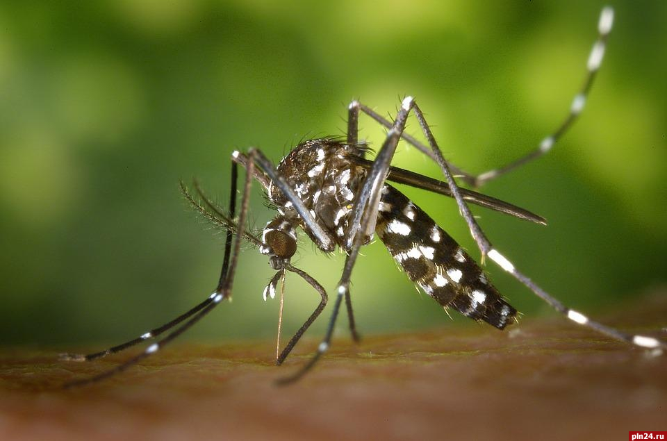 В Роспотребнадзоре опасаются распространения передающихся комарами инфекций