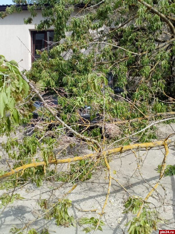 Фотофакт: Дерево повредило автомобиль в Пскове