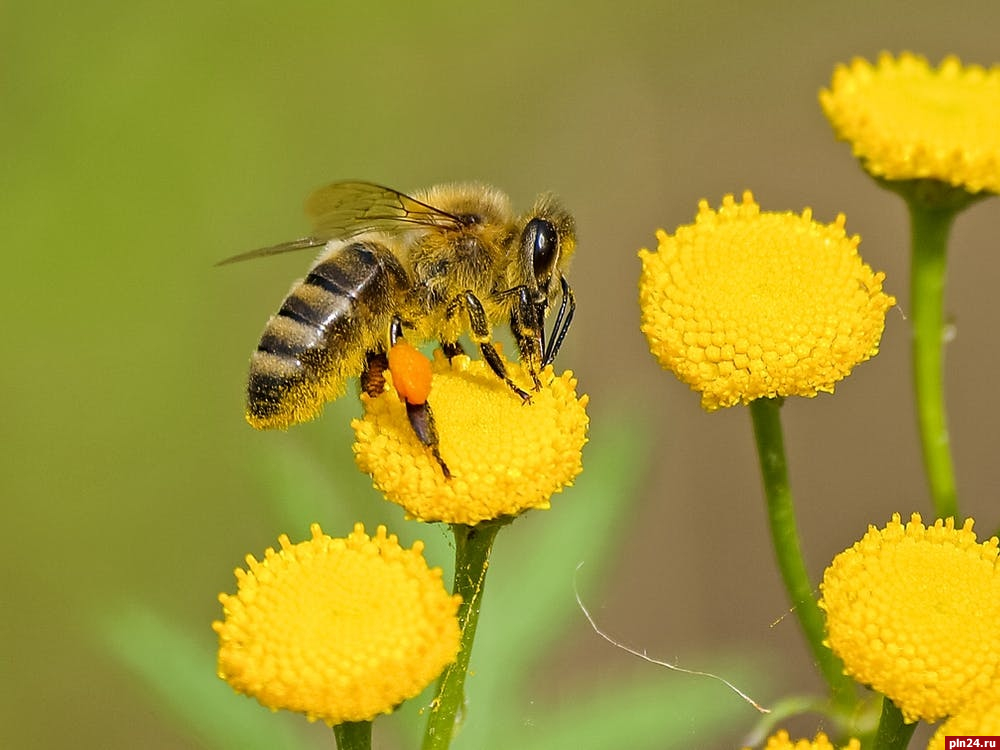 Что делать при укусе осы или пчелы, рассказала псковский врач