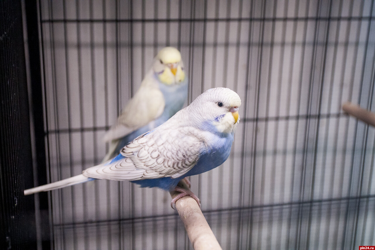 Госдума может запретить торговлю животными через зоомагазины и птичьи рынки