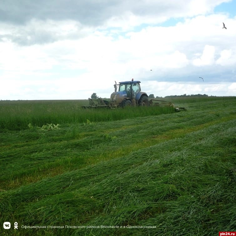 Заготовку травянистых кормов на зимовку развернули в Псковском районе
