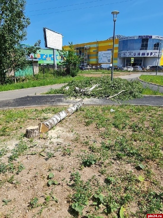 Молодое дерево спилили возле торгового комплекса в Пскове. ФОТО