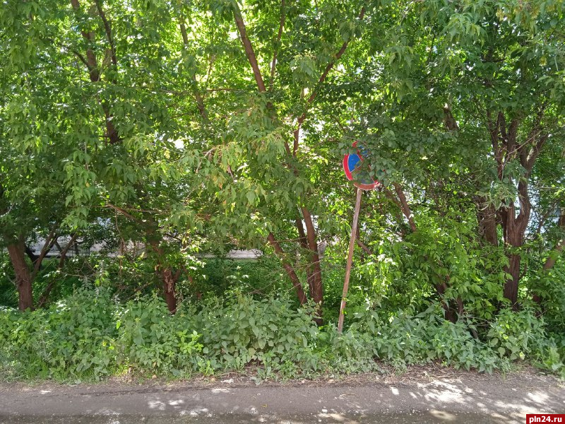Фотофакт: «Остановка запрещена» в кустах на улице Невского в Пскове