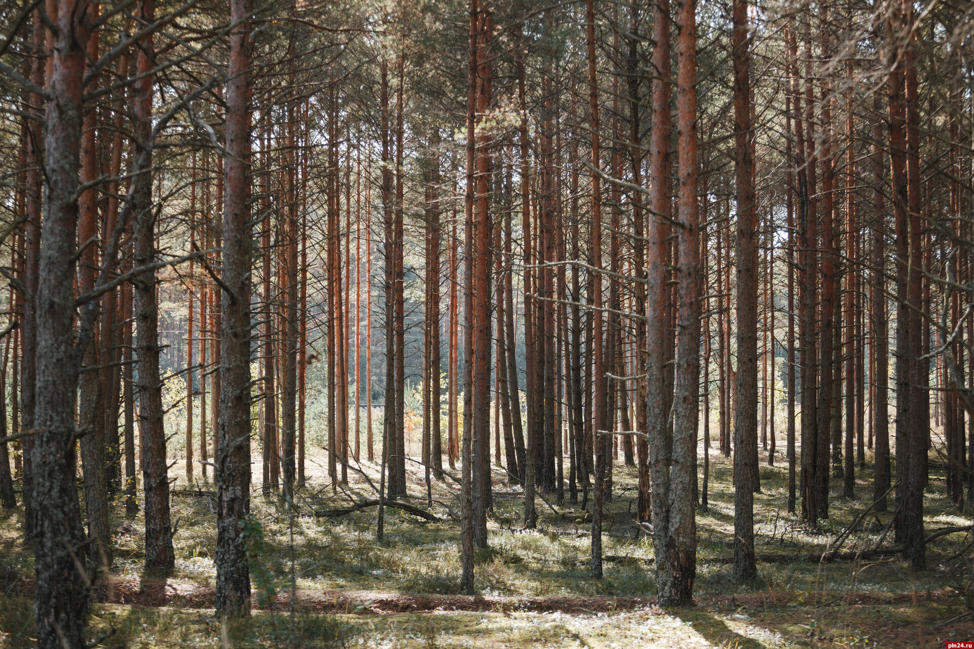 Из-за санкций в Псковской области сокращают вырубку леса