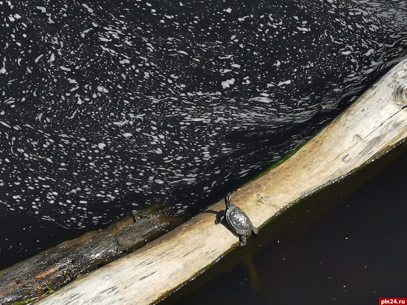 Псковичи переживают о замеченной в Финском парке черепахе