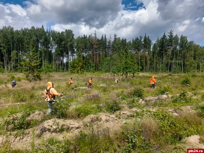 Лесовосстановительные работы на площади 35 га пройдут в Печорском районе