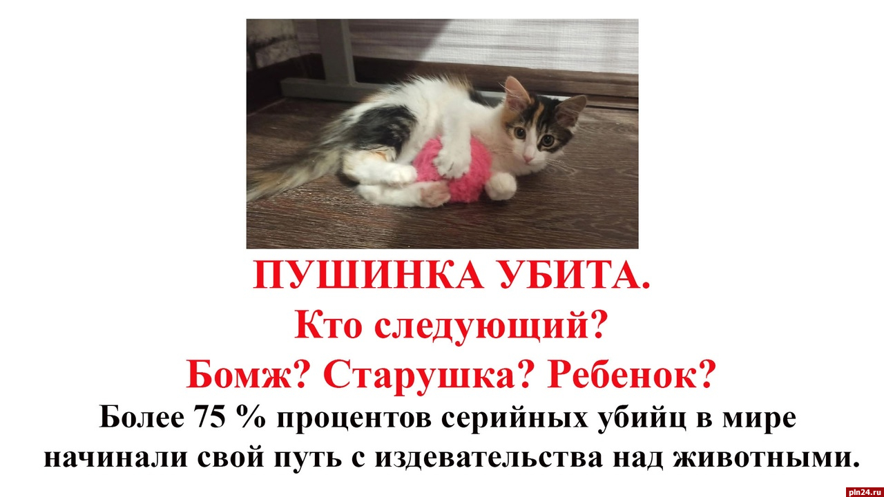Митинг в память об убитой кошке Пушинке пройдет в Пскове