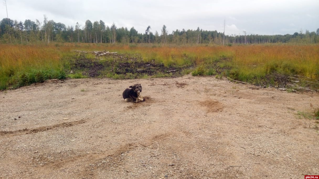 «Хатико»: выброшенный из автомобиля пес ждет хозяев в Псковском районе