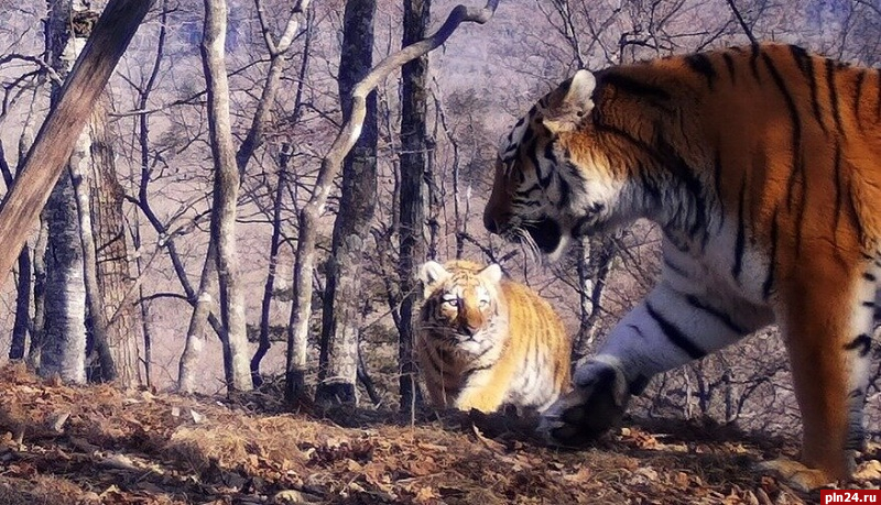Семейство из пяти амурских тигрят впервые в мире зафиксировали в дикой природе. ВИДЕО