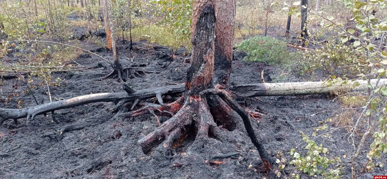Непотушенный костер стал причиной лесного пожара в Опочецком районе
