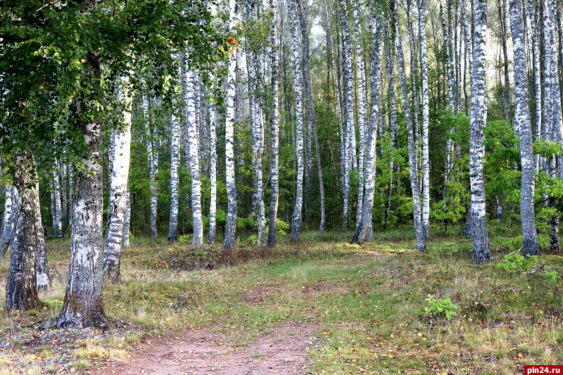 Новая экологическая тропа появится в локнянской деревне Гоголево