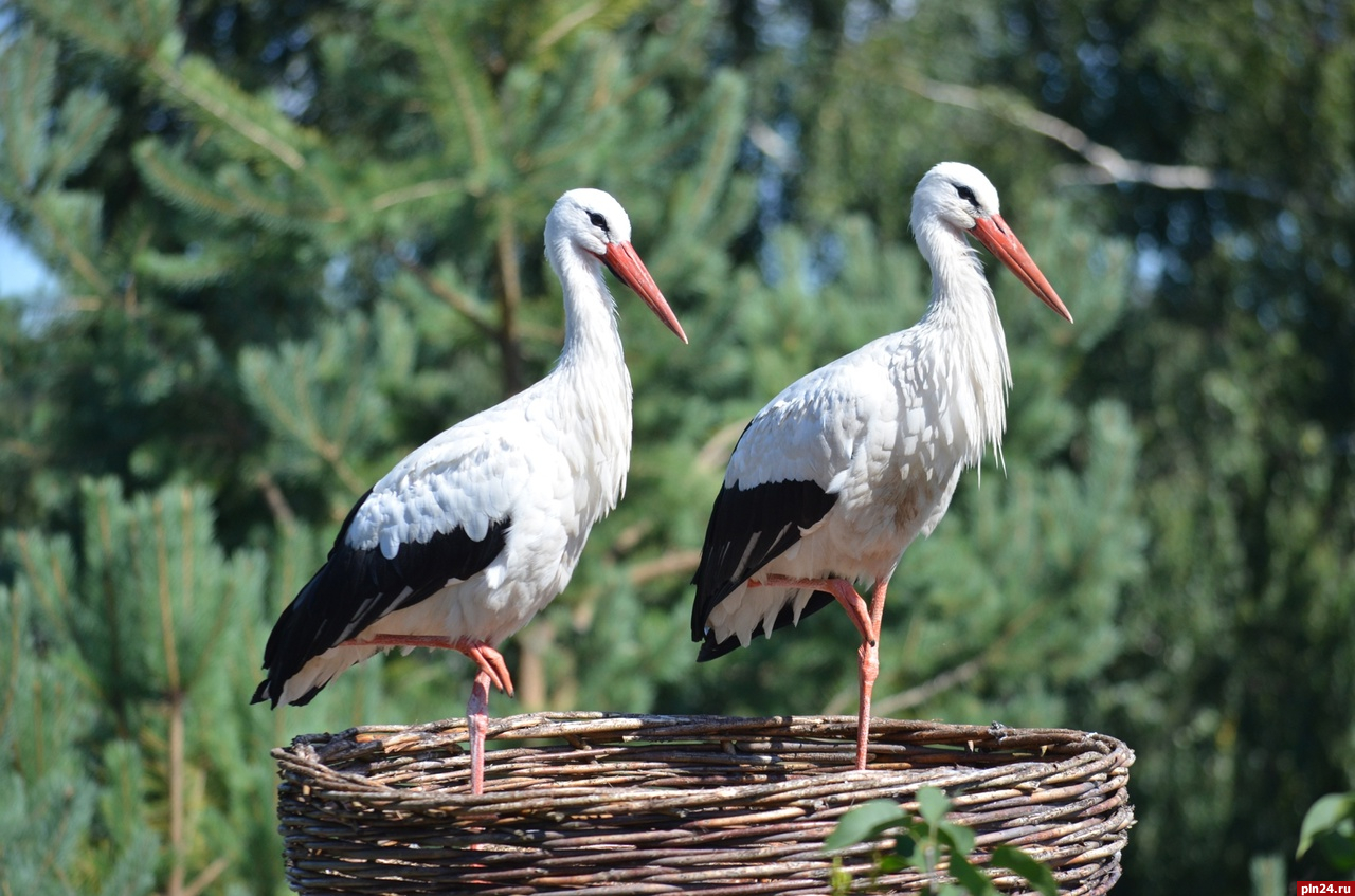 Аистиный центр в Гдовском районе принял более 30 птиц с начала года