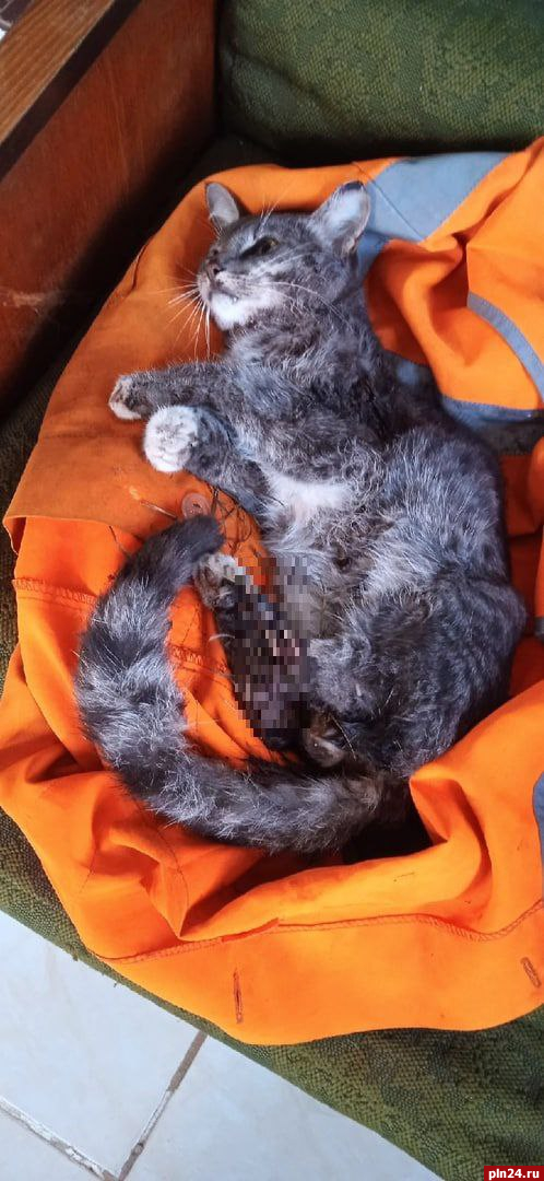 Зооволонтерам не удалось спасти попавшего под поезд кота в Порховском районе