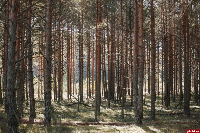 Четыре человека заблудились в лесах Псковской области за сутки