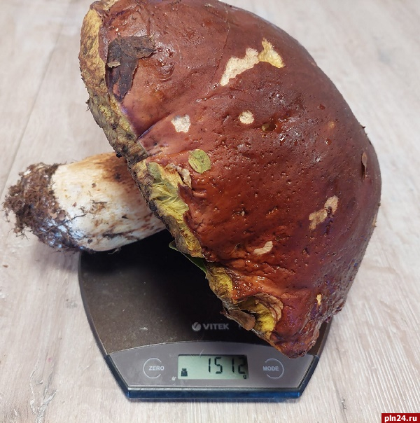 «Малыш с жильцами»: гигантский гриб нашли в псковском лесу  