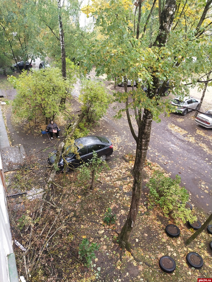 Дерево упало на машину в Пскове