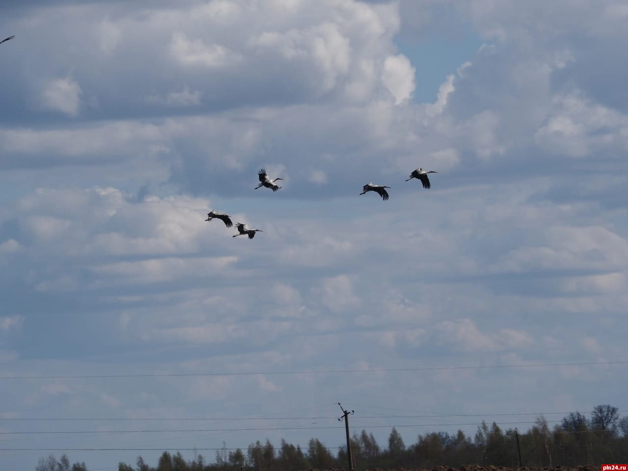 Птицы улетают на зимовку из Изборско-Мальской долины