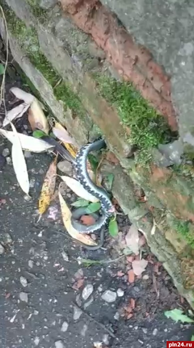 Великолучане нашли застрявшую в стене жилого дома змею