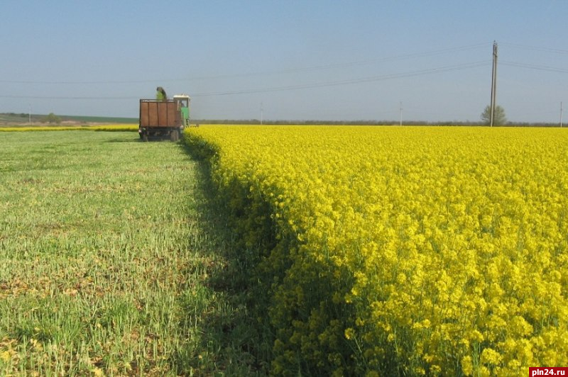 Псковская область получит около 40 млн рублей на развитие производства масличных культур