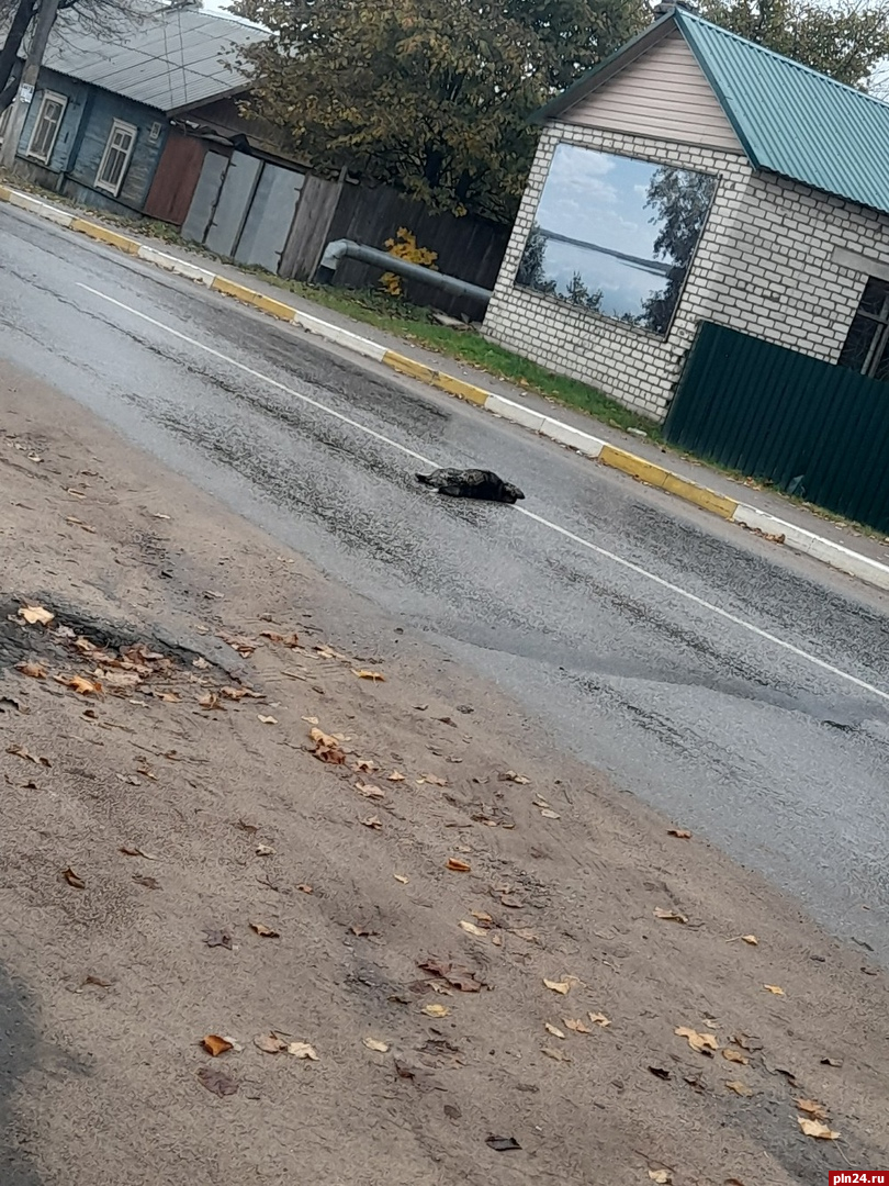 «От удара подлетела»: автомобиль сбил собаку на глазах у детей в Себеже