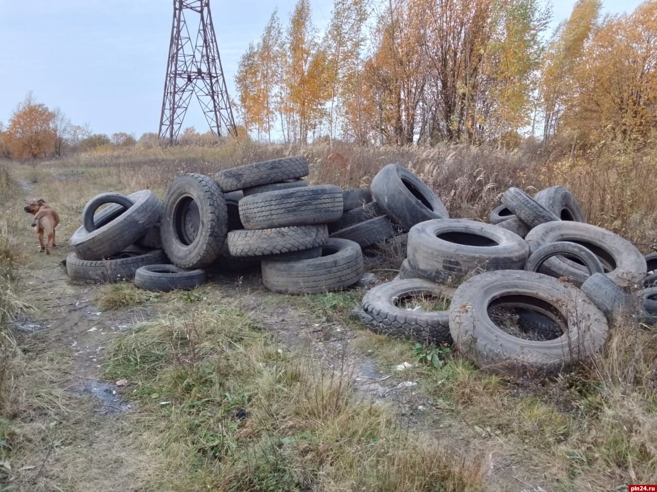 Отработанные шины выгрузили вблизи леса в Великолукском районе