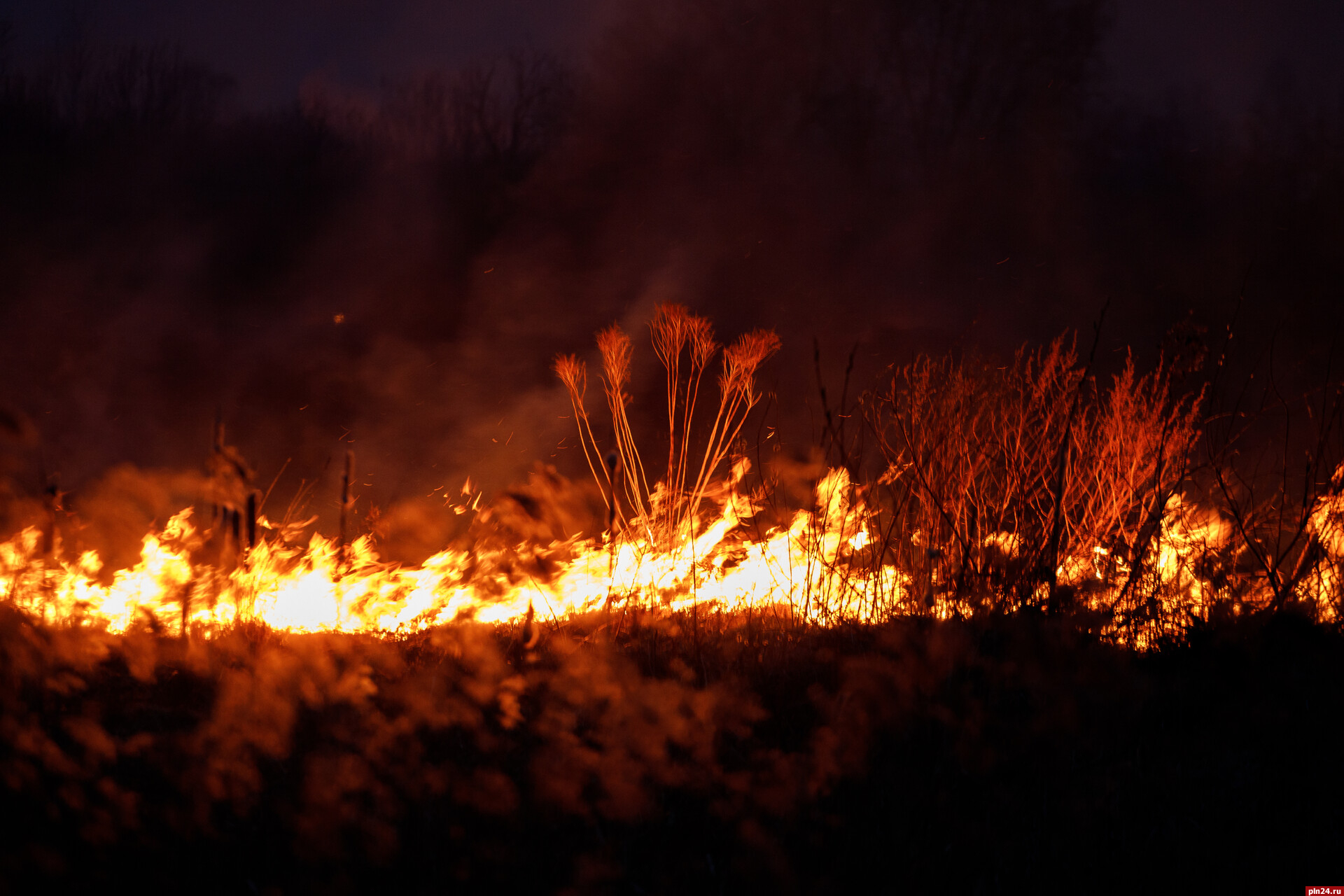 Более трети пожаров в псковских лесах предотвратили с помощью умных камер